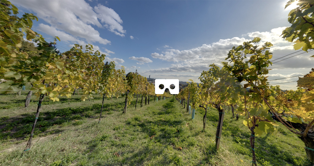 Giro panoramico tra i vigneti viennesi. (cliccare sul simbolo degli occhiali per avere un´immagine virtuale)